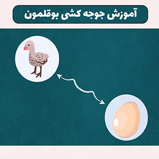 آموزش کامل جوجه کشی بوقلمون