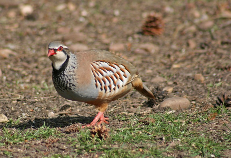 آموزش پرورش کبک