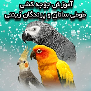 آموزش جوجه کشی طوطی سانان